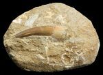 Fossil Plesiosaur Tooth In Matrix #44842-1